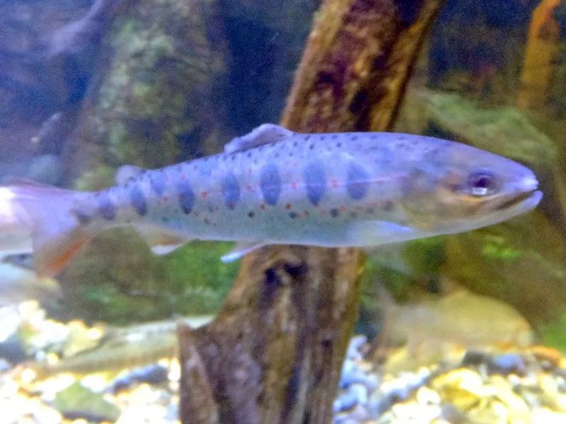 世界十大凶猛淡水鱼类,顶级淡水鱼类