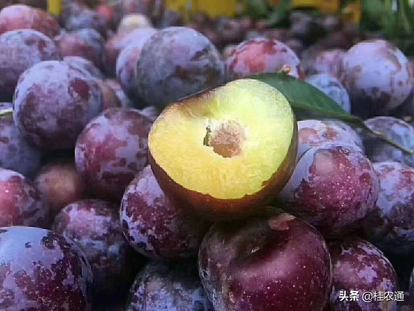 广西河池有什么特色水果,广西河池有什么特产水果