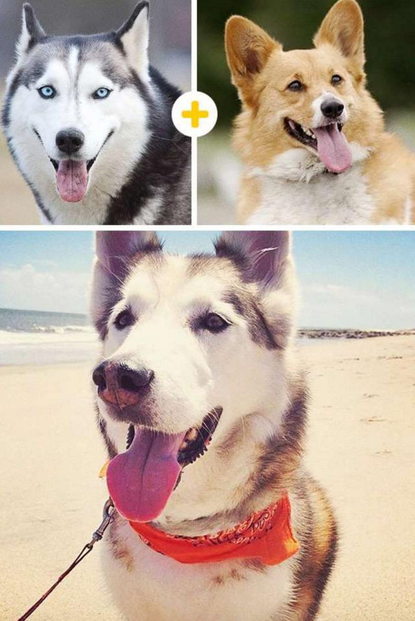 比柯基短腿好看的狗,和柯基杂交的狗狗都是小短腿吗