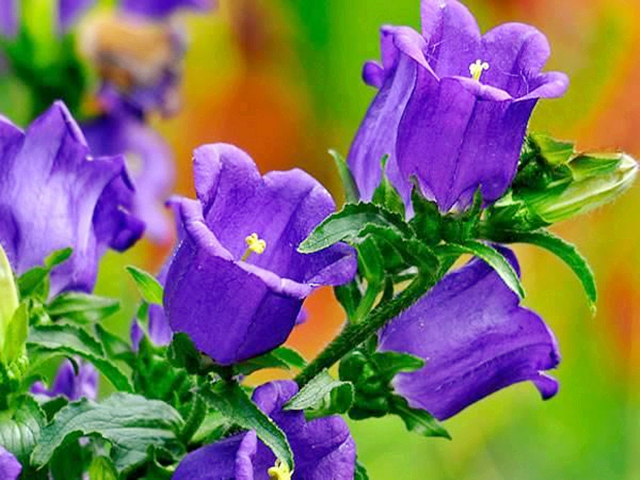 紫色好看的花有哪些,紫色花的魅力