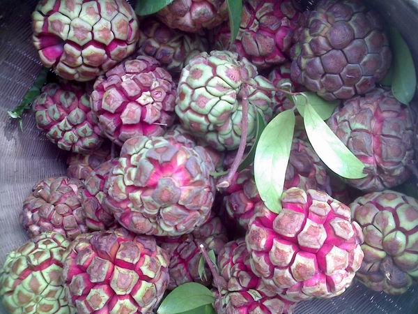 黑老虎布福娜有籽吗,黑老虎布福娜15年苗