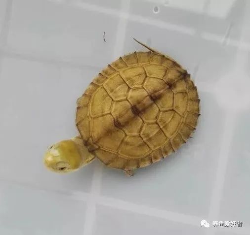 聚维酮碘养龟会死吗,聚维酮碘在水产养殖作用和功效