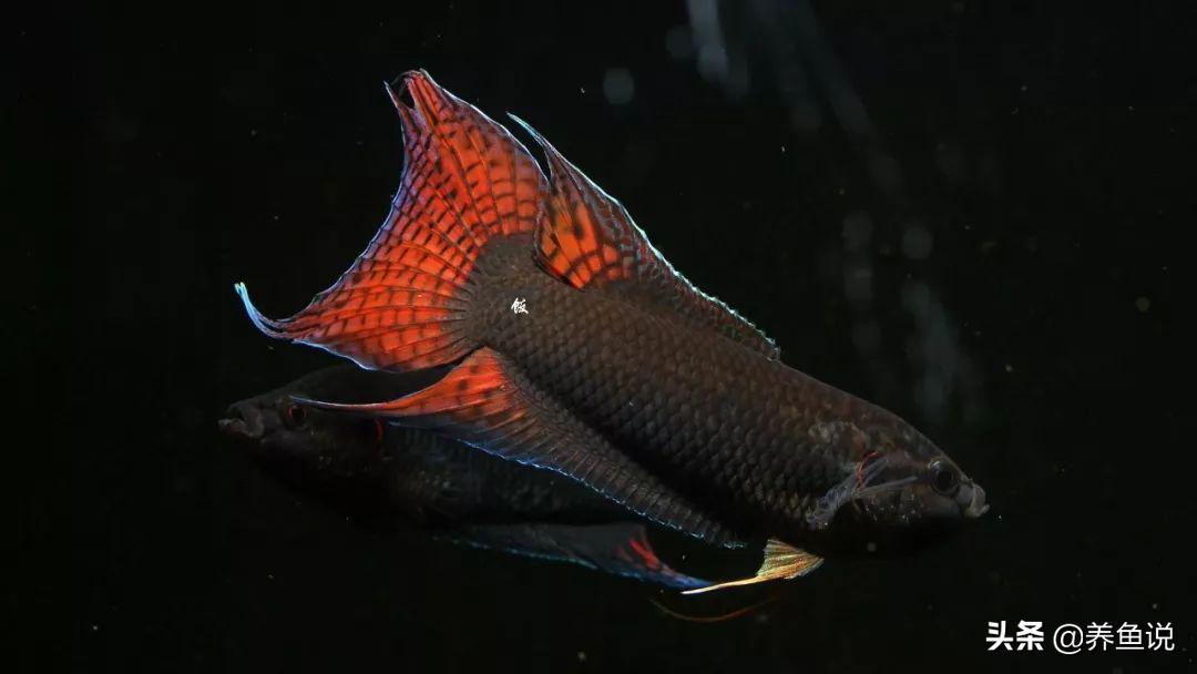儿时池塘里的小鱼儿,如今已登上国内最大观赏鱼比赛舞台