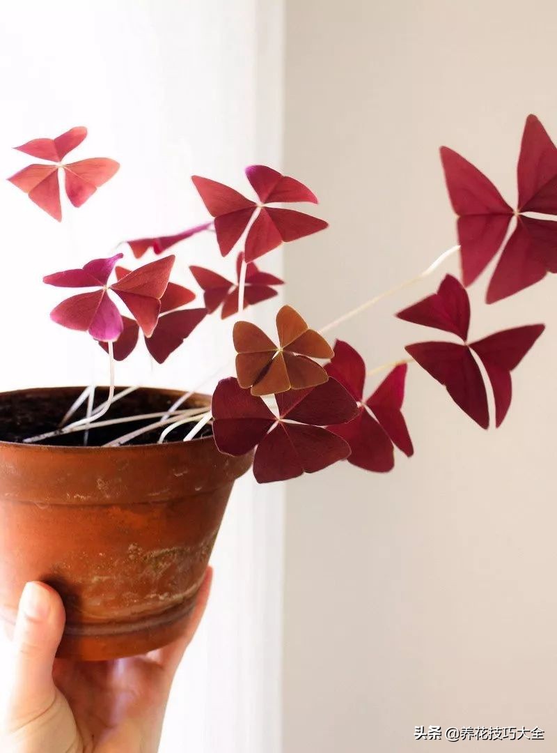 幸运草块茎,紫色幸运草种植的注意事项