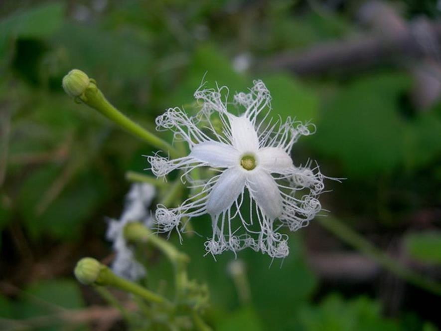 百种水果,100种果子大全