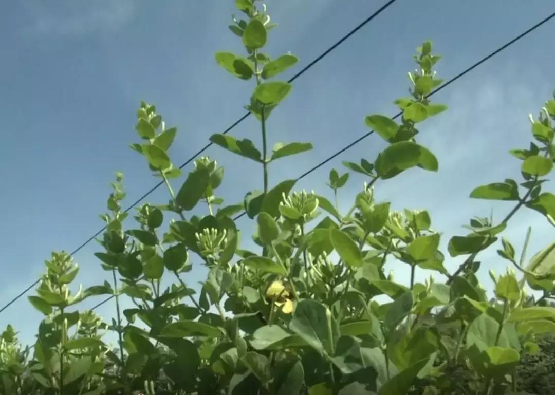 种什么花有香味寓意好,种些什么花比较对身体好