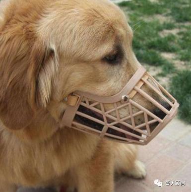 带狗狗遛弯乱捡东西吃,怎样训狗狗拉布拉多不乱捡东西吃