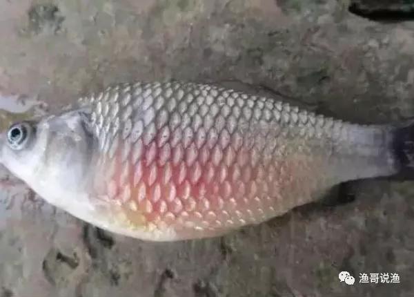 水产养殖竖鳞病治疗,水产养殖案例