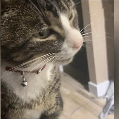 猫咪界干饭王,喵界干饭王