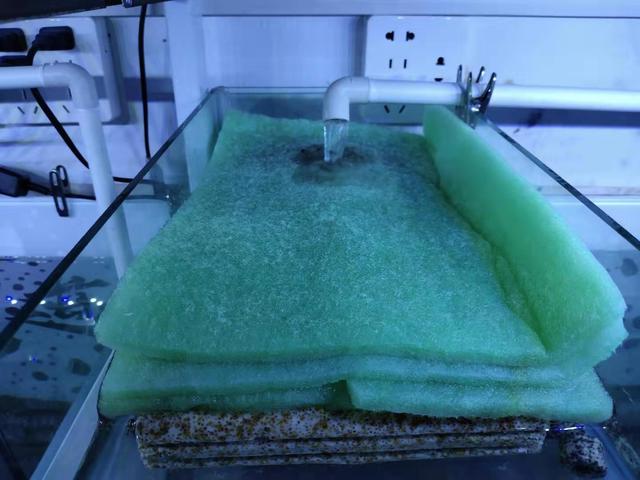 养观赏鱼水需要过滤吗,过滤箱养鱼漏水怎么处理