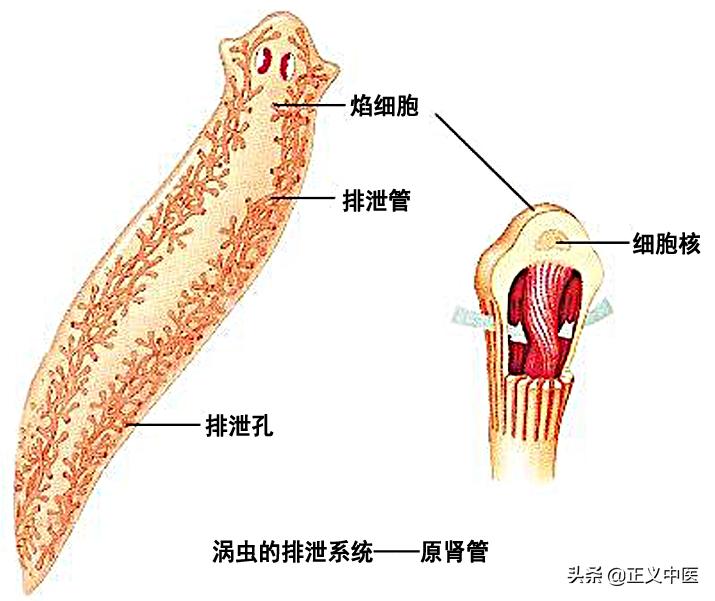 脾主要的细胞分布,脾主要的细胞