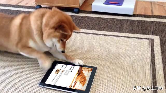 狗拟人化的性格,各种狗狗拟人化