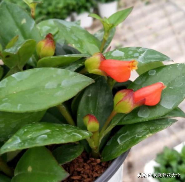 金鱼吊兰黄叶是什么原因,金鱼吊兰老是黄叶怎么回事