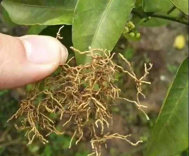 柑橘老叶向内卷是什么原因,柑橘卷叶解决方案之一