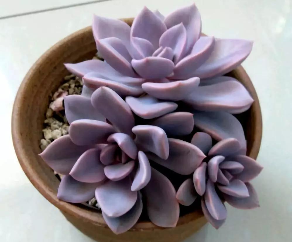 最值得买的多肉品种,包邮最漂亮多肉