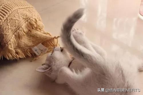 猫咪绝育后为什么会乳腺增生,猫咪绝育后为啥还会生