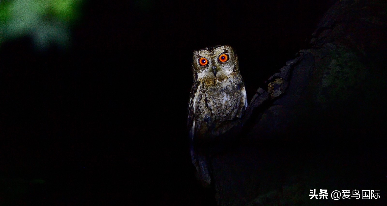 鸟类欣赏,鸟类观鸟图片