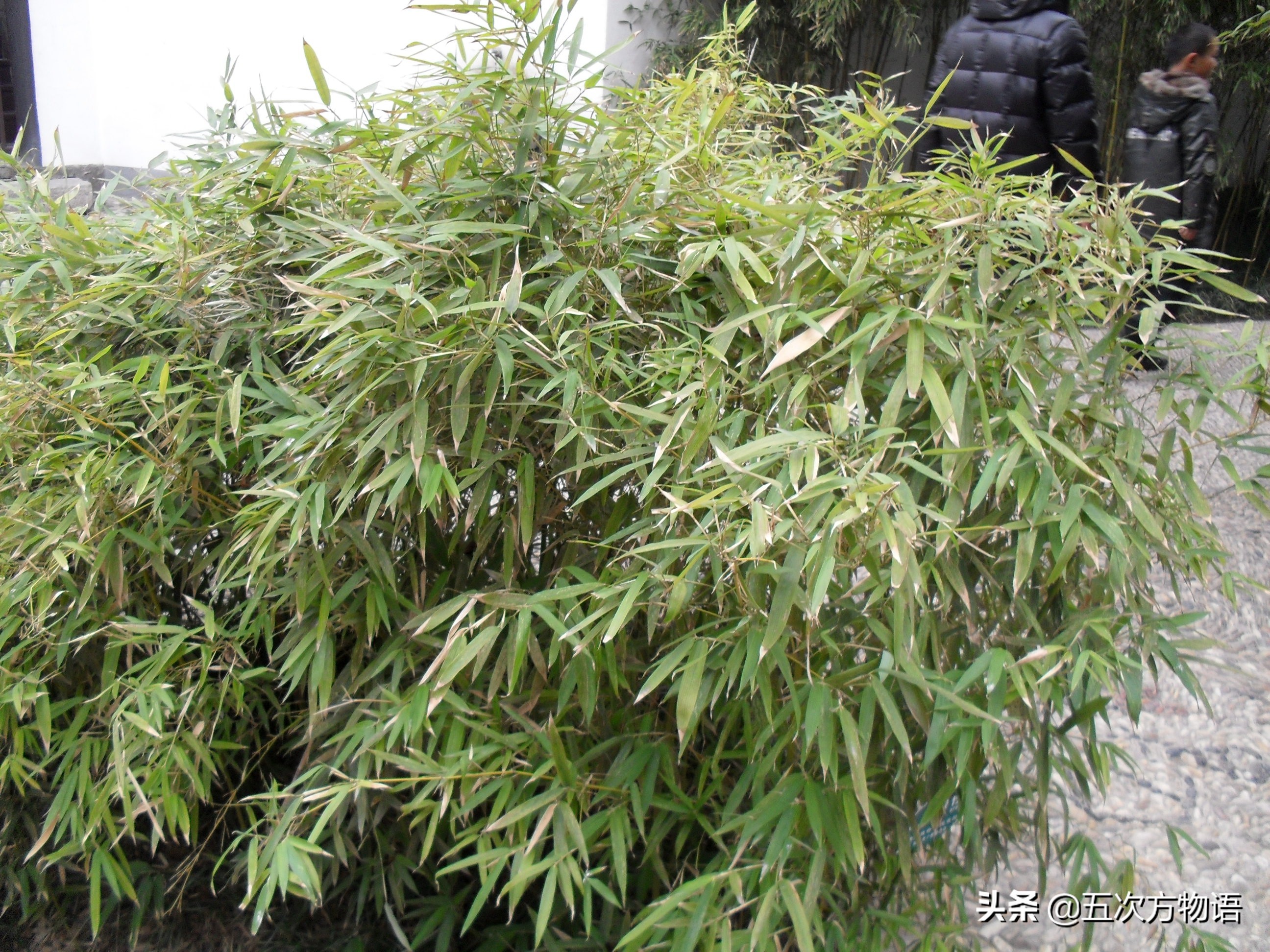 竹子草本植物还是木本植物,竹子是草本还是木本才能开花