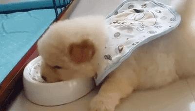 狗犬瘟后期还有救吗,我家狗这是懒到什么程度