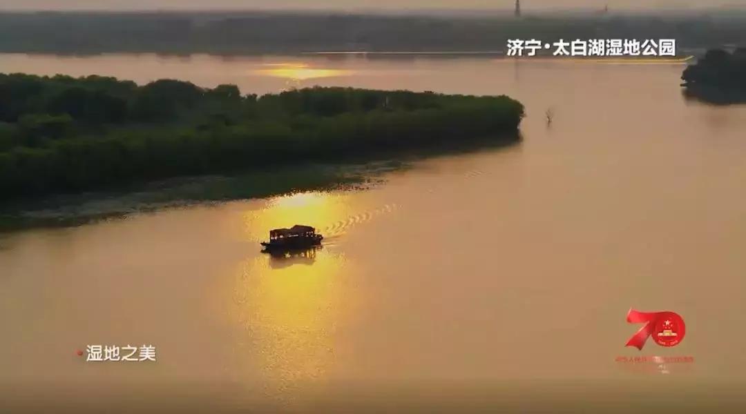 济宁任城湿地公园荷花,济宁莲花湿地