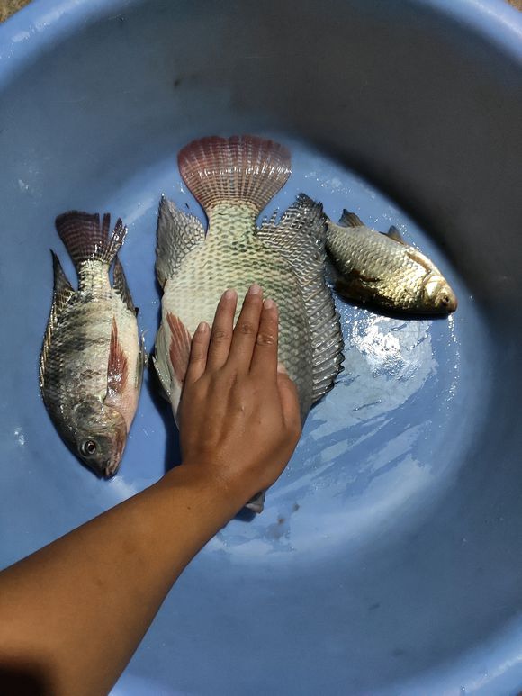 野钓大罗非鱼开饵料教程,野钓大罗非用什么饵料最好