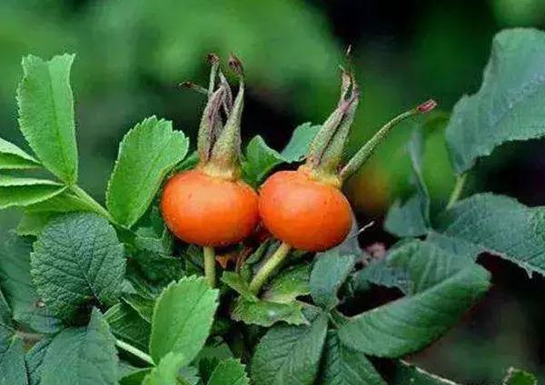 蔷薇月季玫瑰哪种最好养,蔷薇月季玫瑰区别是什么