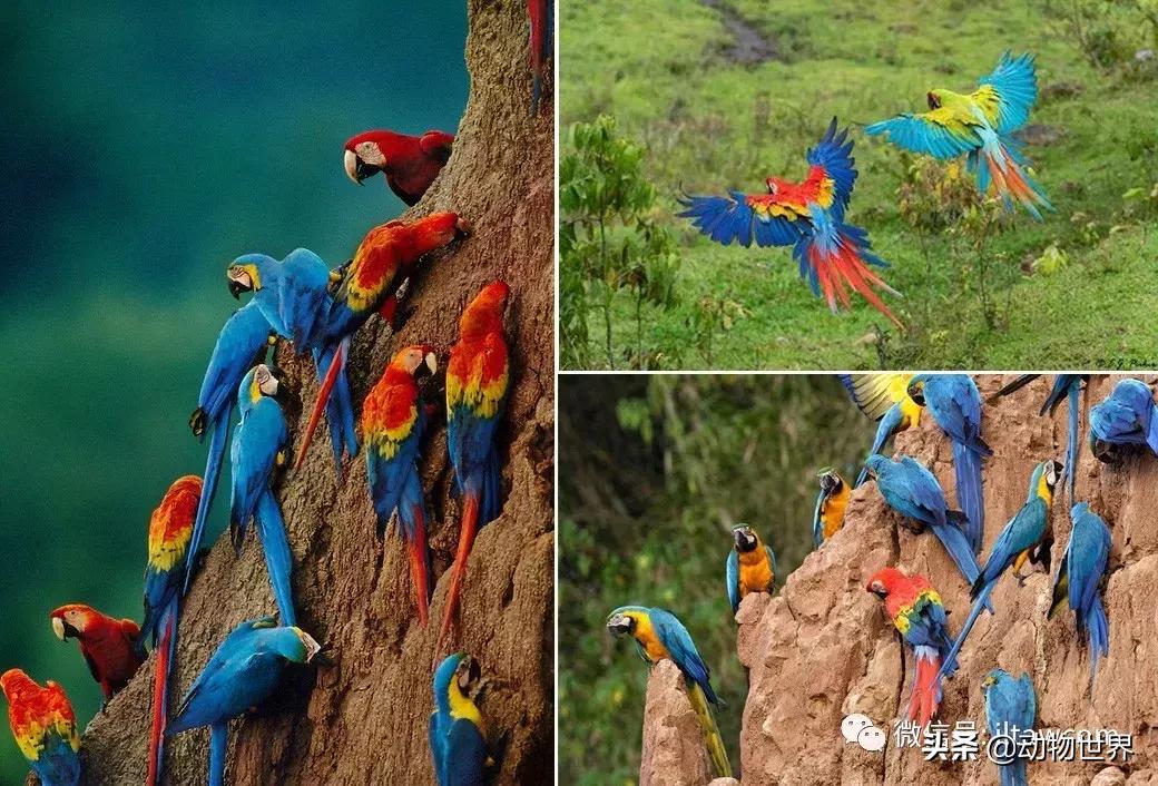 飞翔的彩虹鸟,飞翔的鹦鹉绿幕素材