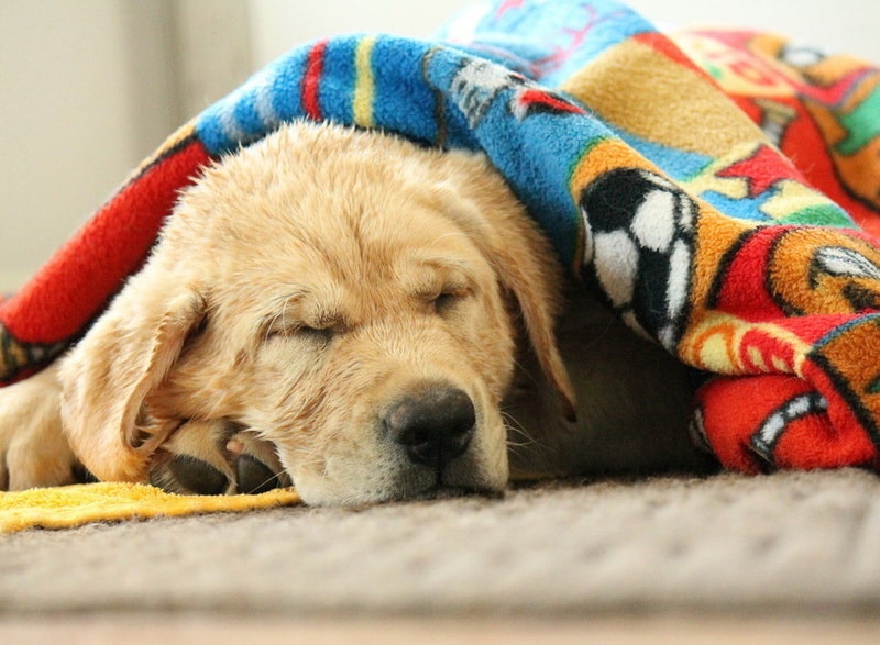 家里的狗狗突然抖是什么原因,家里狗狗一直哼哼唧唧怎么回事