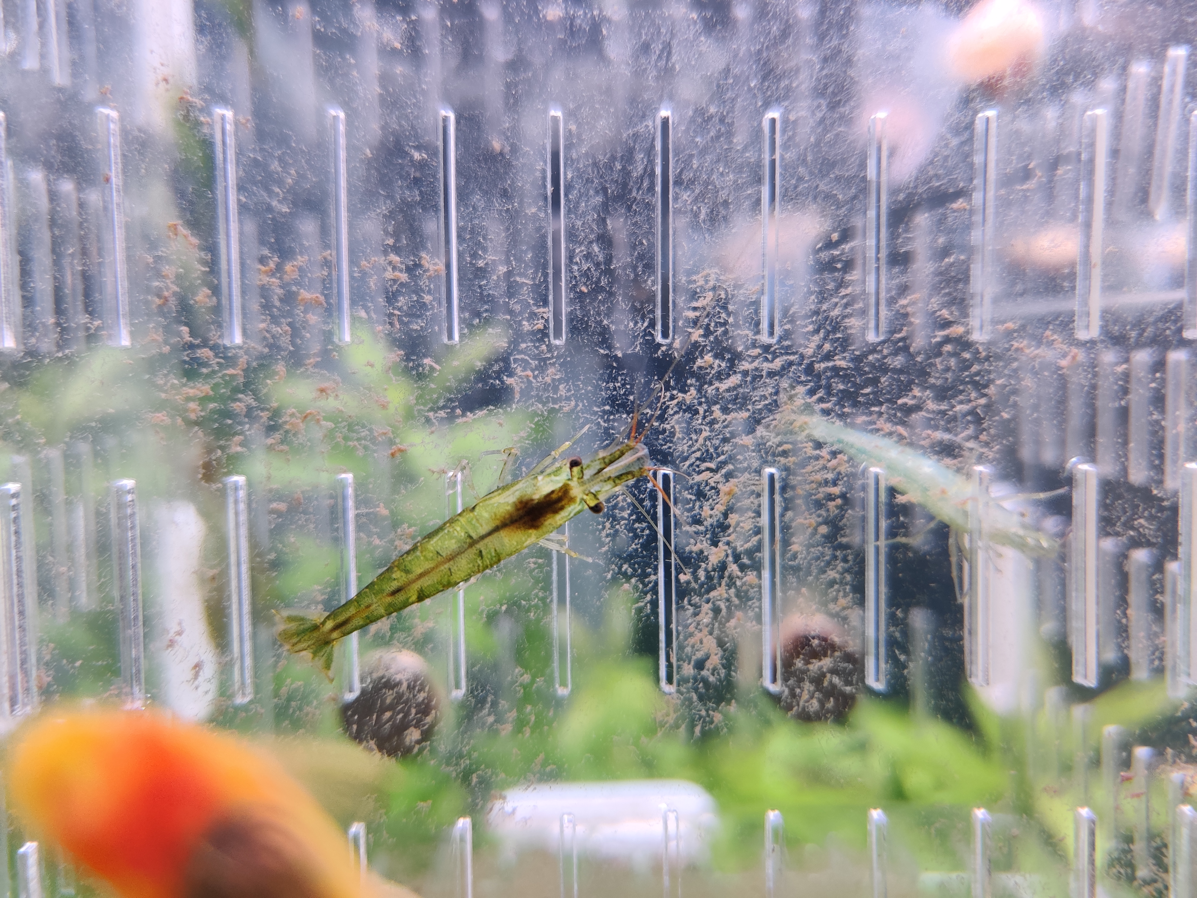 黑壳虾不好好除藻了,黑壳虾除藻有用吗