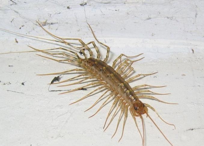 中国稀有动植物名称及分布,中国植物动物介绍