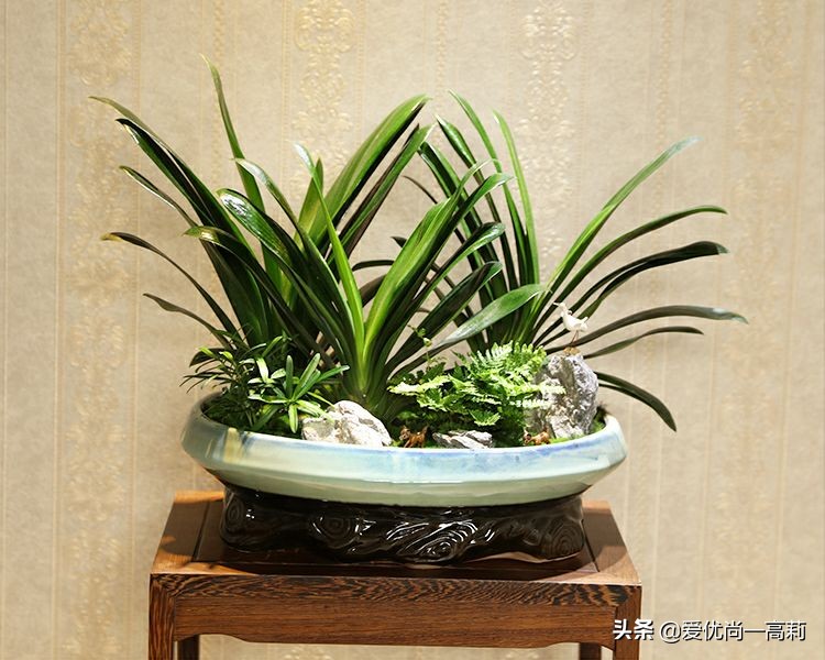 完美搭配，背阴阳台咱们也可以打造一个花园！