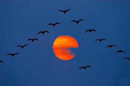 大雁属于杂食性的水禽,大雁最大品种