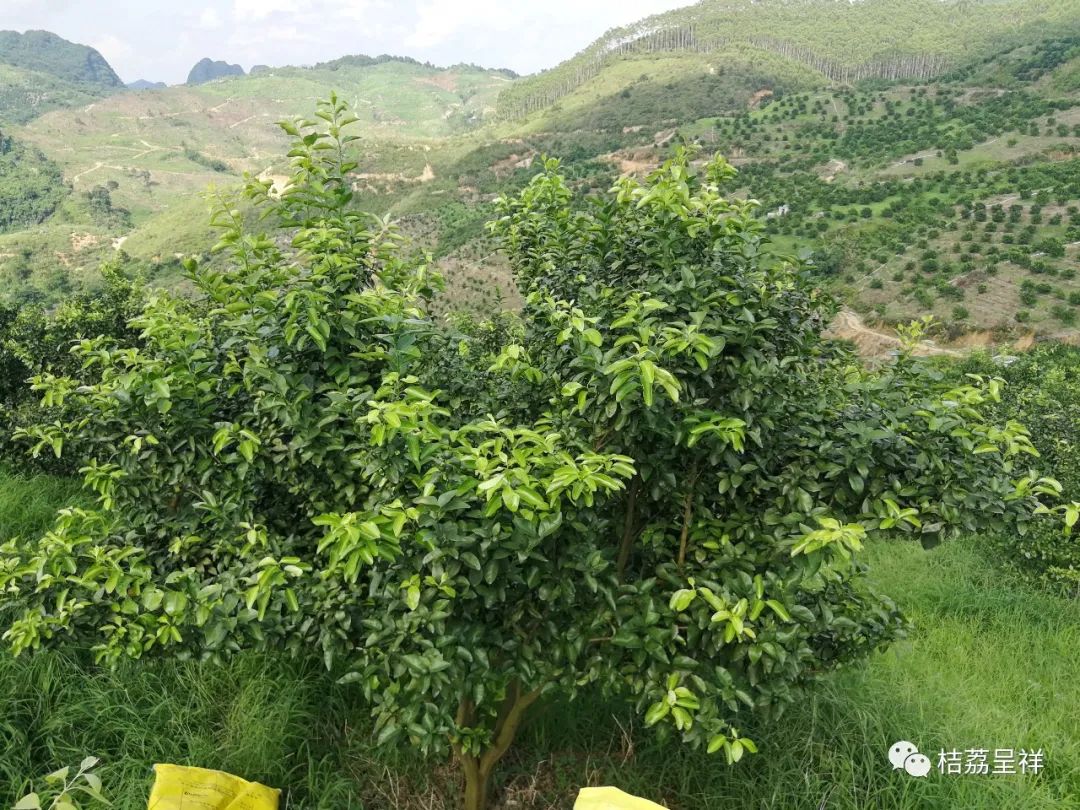 有机菌肥哪个品牌最好,有机菌肥多少钱一袋