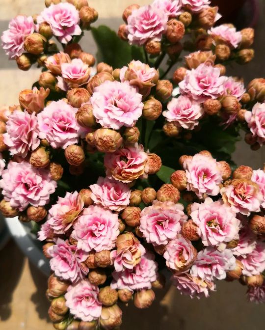 单瓣长寿花品种大全图,长寿花单瓣最好看的品种