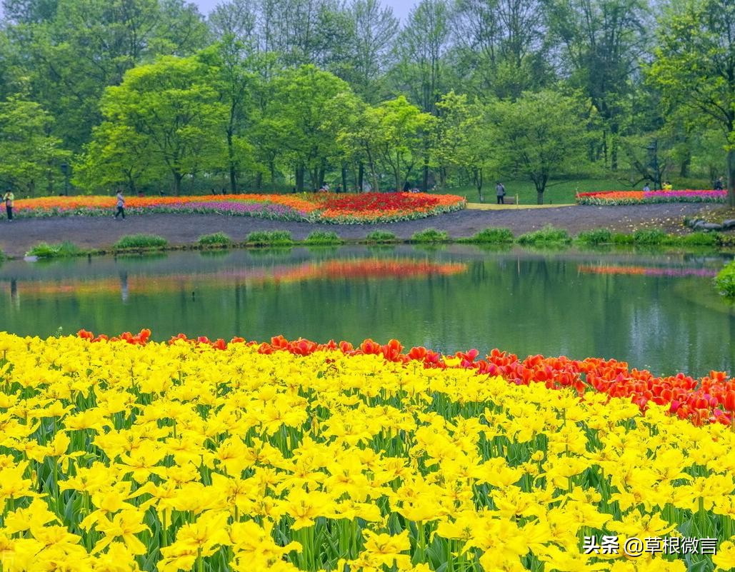 春天的遐想作文,春天的遐想舞蹈