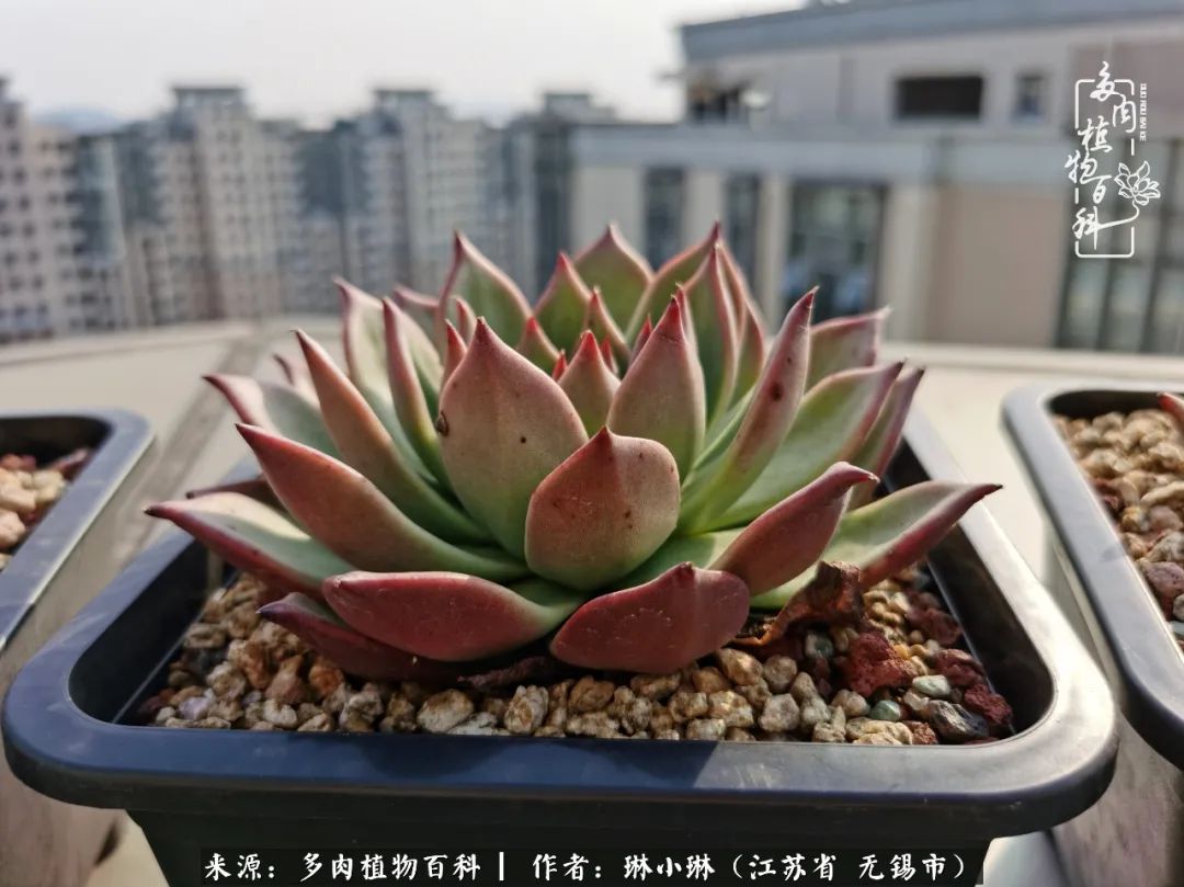 又到多肉变美时，一切都鼓励我积极向前