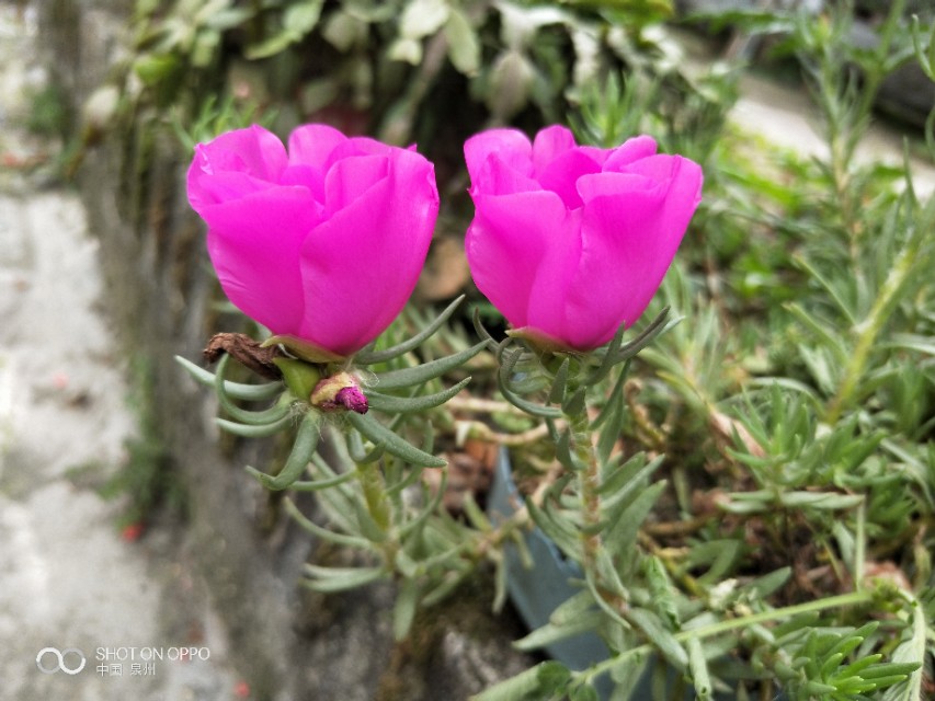 花开的时候最珍贵完整版,花开的时候你就来看我