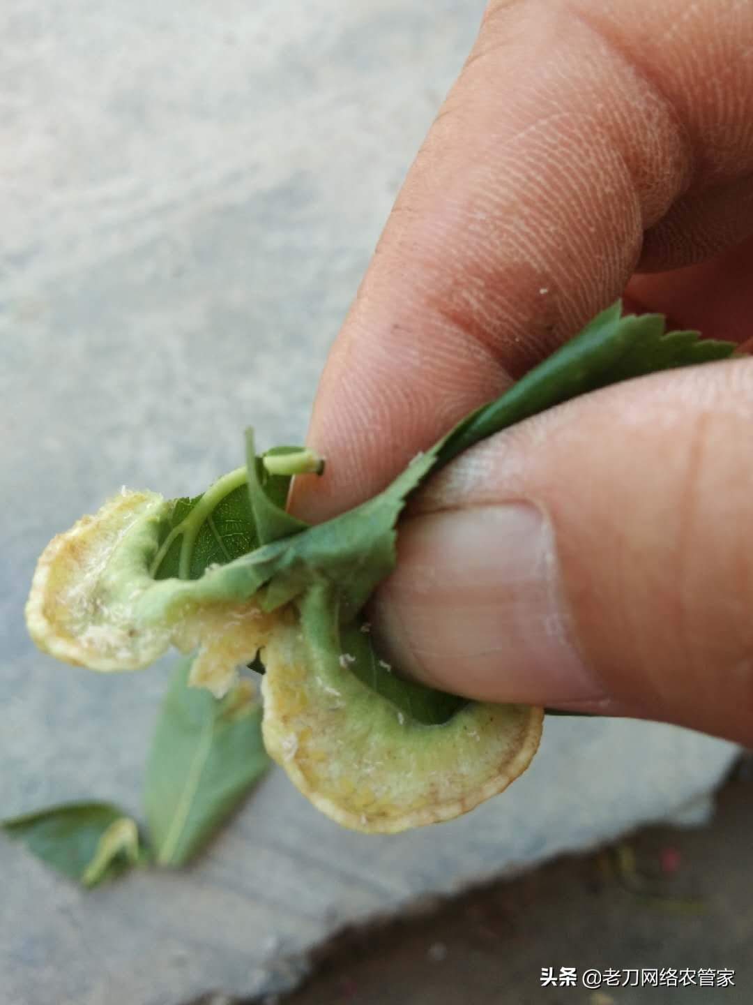 桃树叶子卷曲是什么病虫害,秋季桃树叶背面有小虫