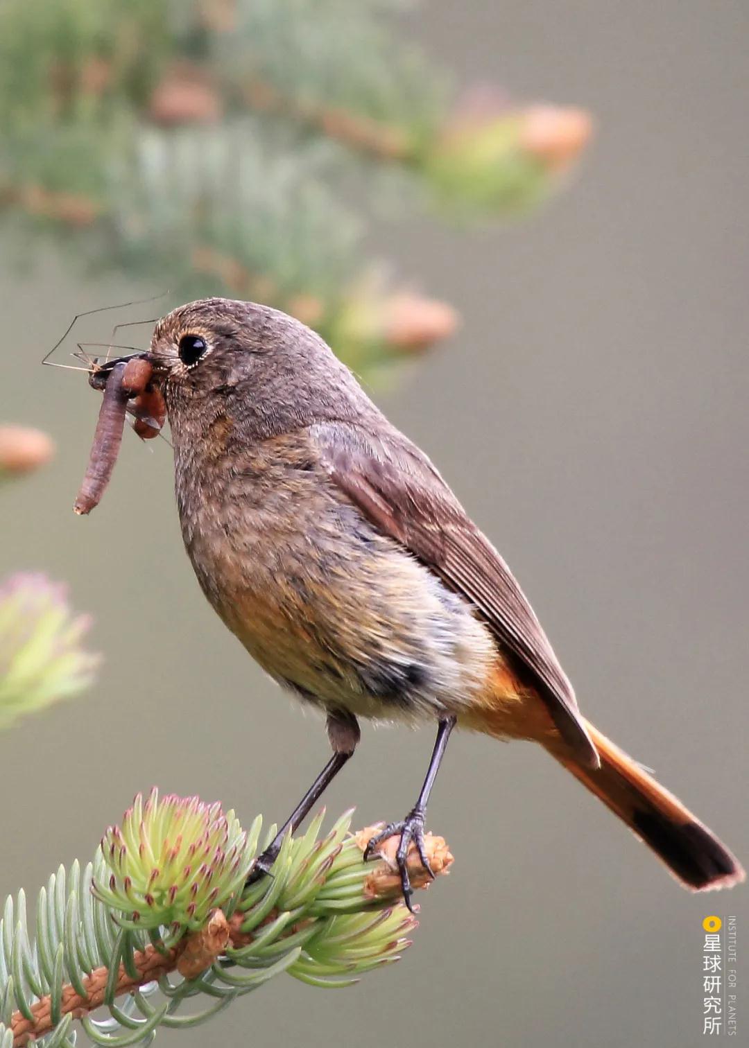 林草领域知识图谱,林草科普专业术语