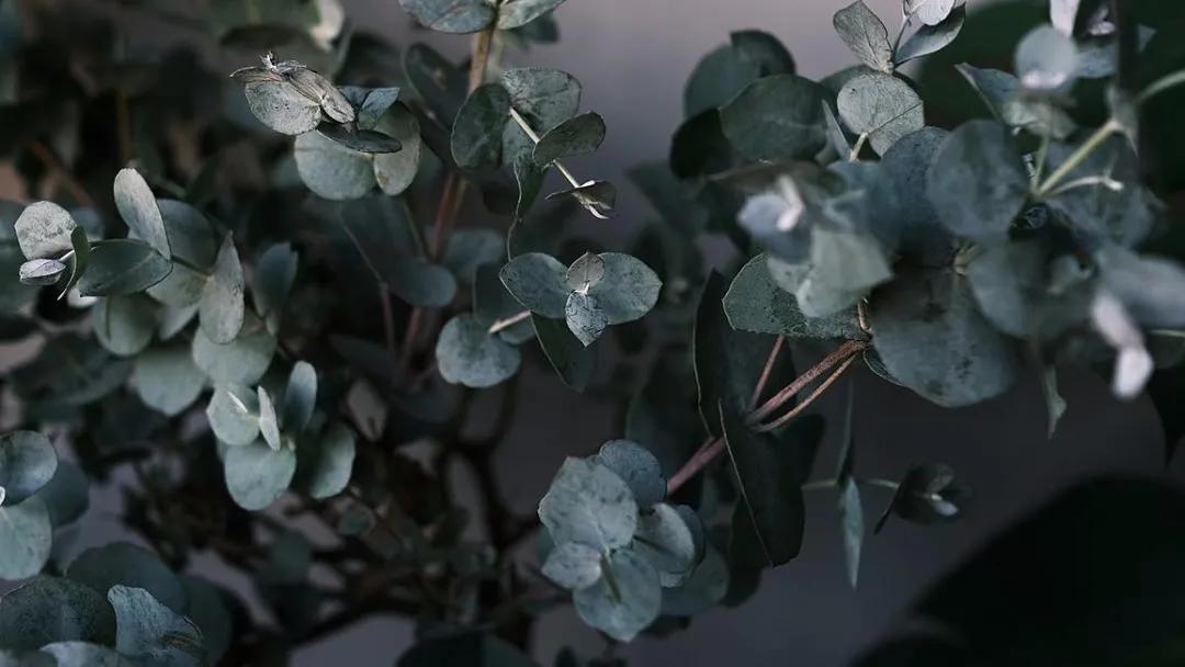 尤加利庭院,冷郁气质怎么形容