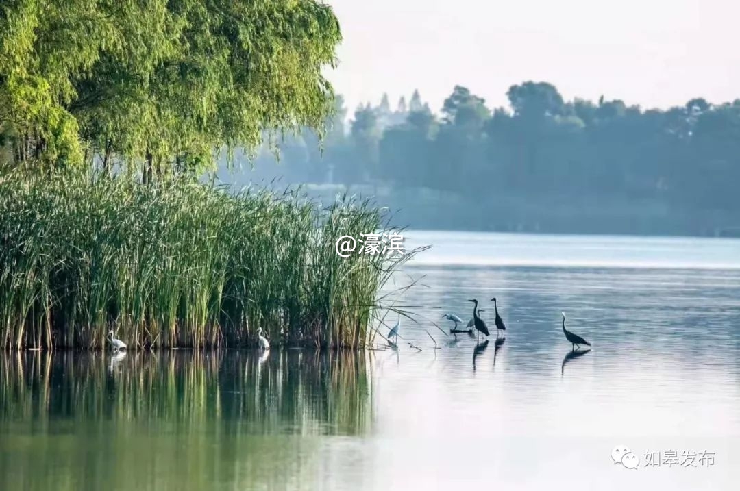 什么是如皋蝶尾,如皋的特点