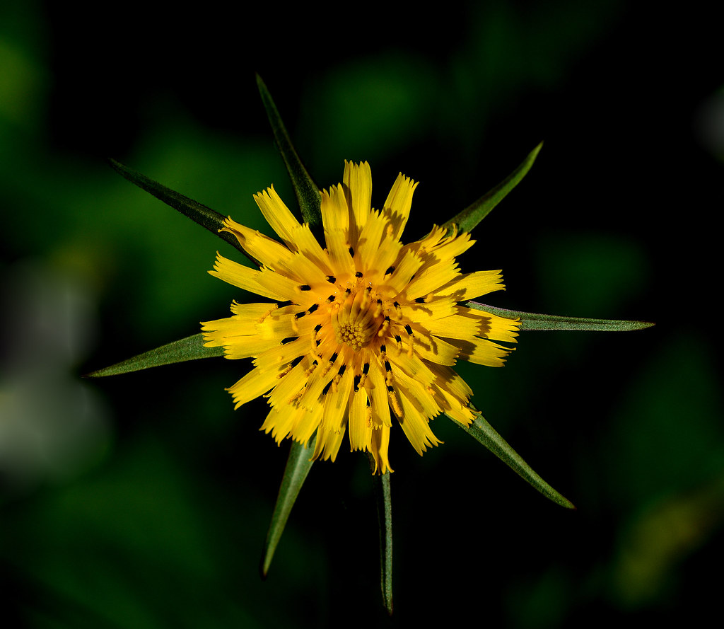 生日鲜花用哪几种花,代表友谊长存和生日快乐花语的花
