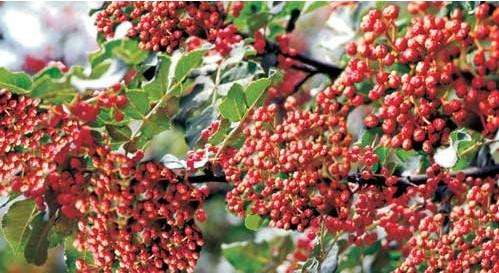 种什么李子最有前景,目前种什么果树最赚钱