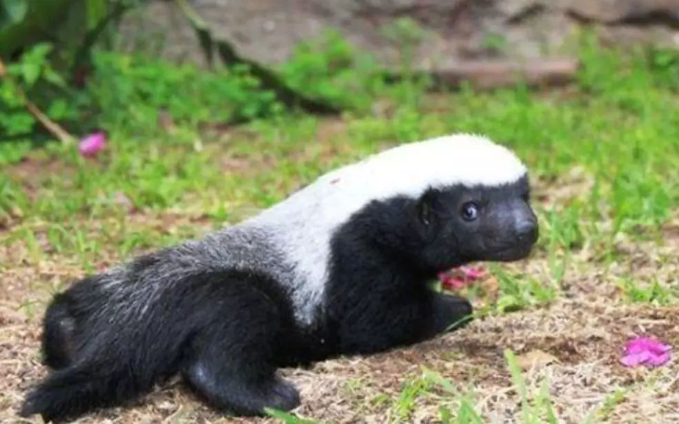 平头哥大战狮子只因看了一眼,平头哥捕食狮子全过程