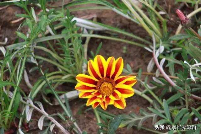 江南大学----一所可能“不适宜”学习的高校