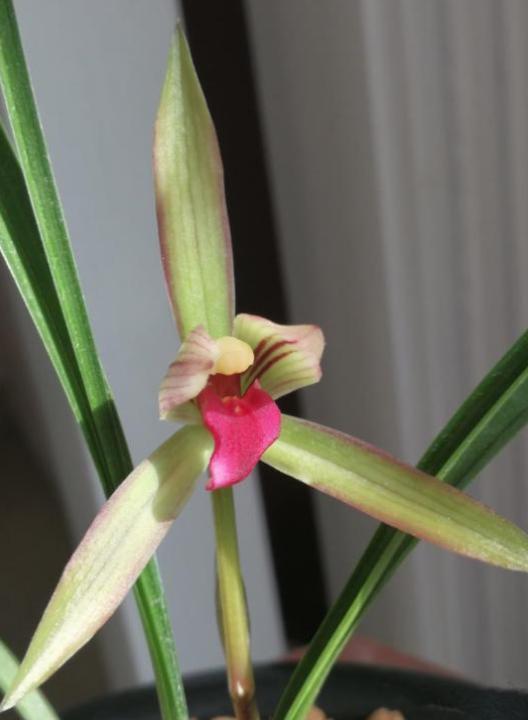 滇红素兰花欣赏,滇红素兰花怎样开的叶子红