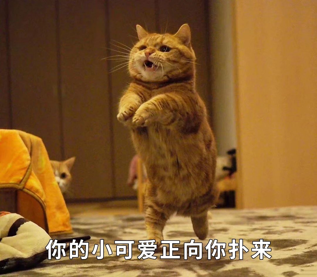 5招让猫咪爱上你内附教程,三招让猫咪爱上喝水