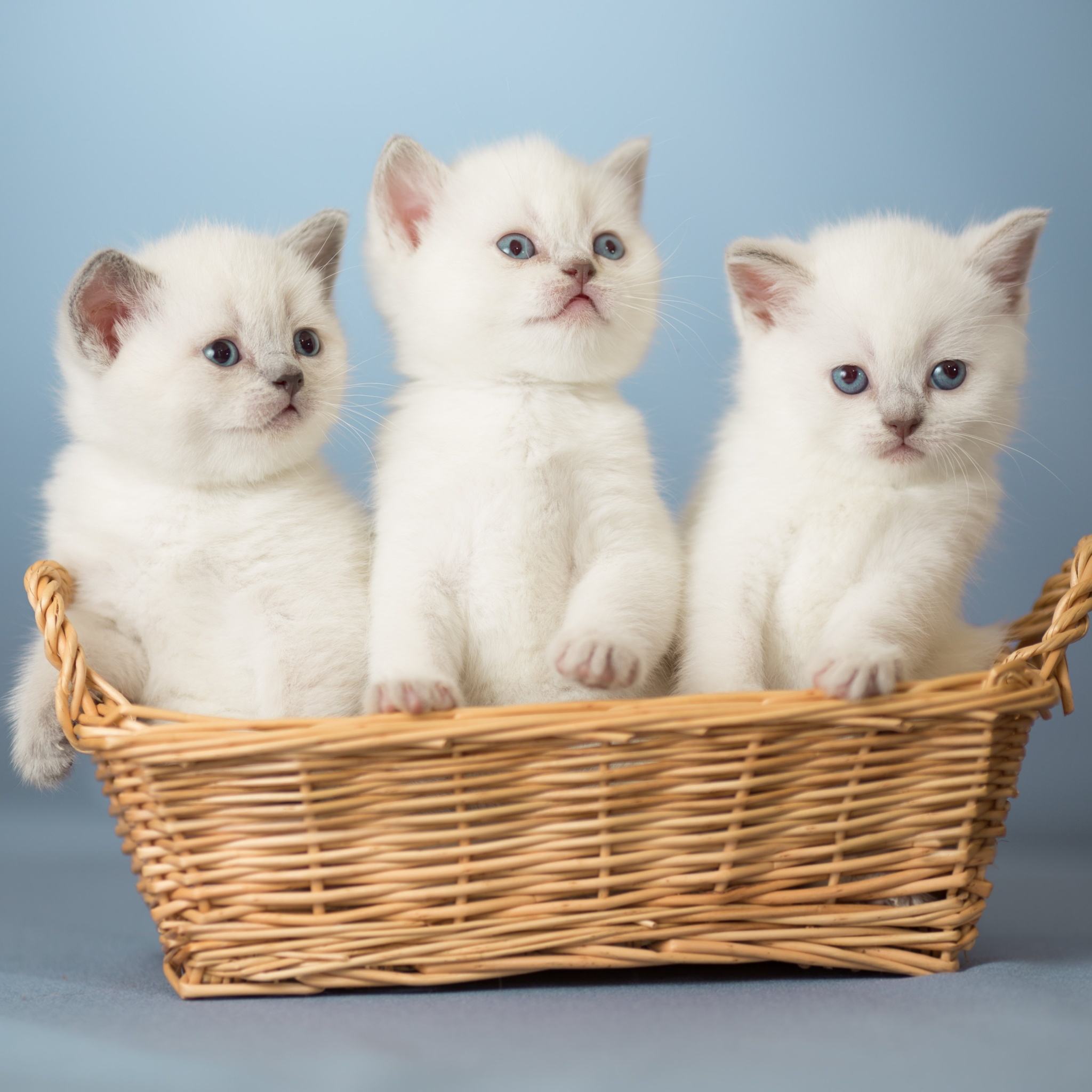 五本甜宠的都市言情小说,五本现代言情