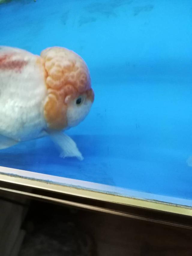 硝化细菌是自然存在吗,硝化细菌崩溃的特殊原因