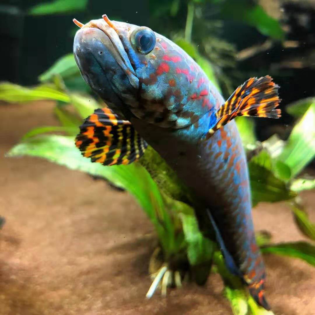 血斑雷龙鱼观赏鱼,雷龙鱼稀不稀有